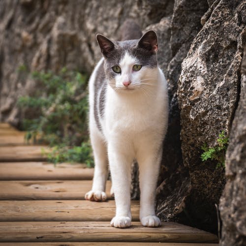 白天灰色岩石旁边的白色和灰色短毛猫 · 免费素材图片