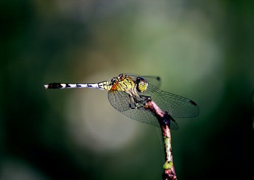 绿色和灰色蜻蜓栖息在选择性聚焦摄影的灰色树枝上 · 免费素材图片