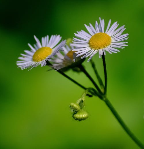 雏菊花的选择性聚焦照片 · 免费素材图片