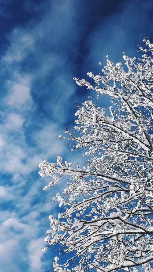 蓝色和白色的天空下的白树 · 免费素材图片