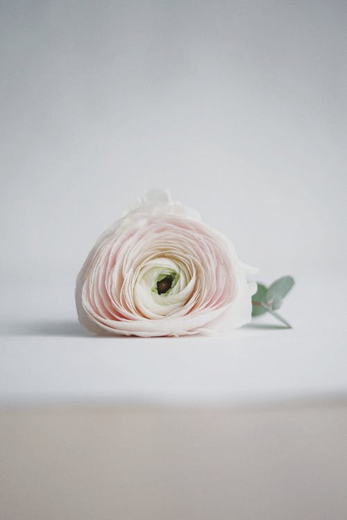 白玫瑰花 · 免费素材图片
