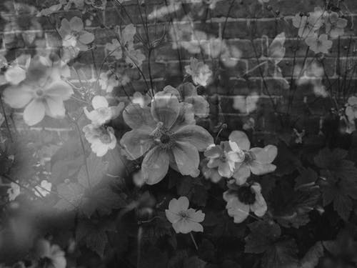 有关bw, 公园, 冷静的免费素材图片