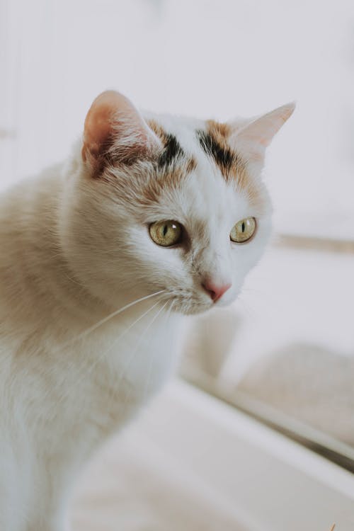 白色和棕色猫的肖像照片 · 免费素材图片