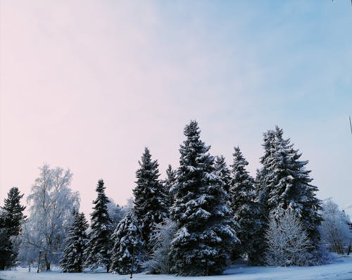 绿松树覆盖着雪 · 免费素材图片