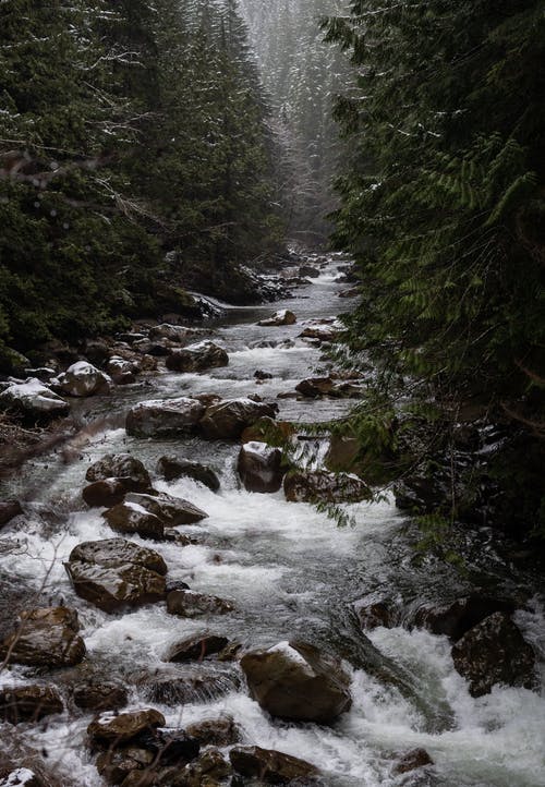 森林中间的河 · 免费素材图片