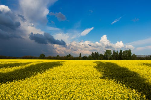 白天白云和蓝云下的绿色田野 · 免费素材图片