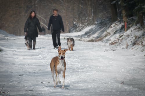 白天在雪中行走的2人和2狗 · 免费素材图片