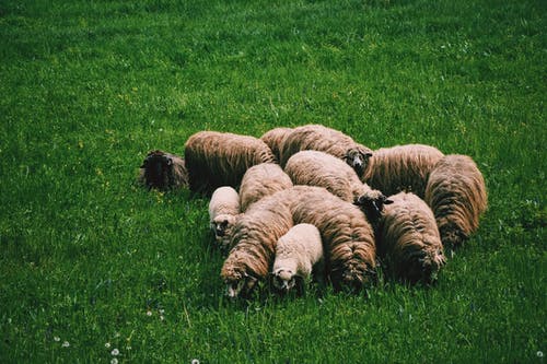 羊群在白天的绿色草地上 · 免费素材图片