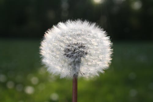 白蒲公英花在特写照片中 · 免费素材图片