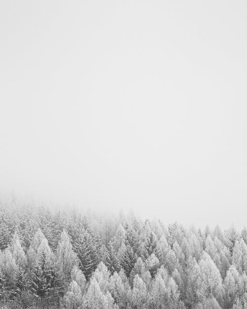 雪覆盖的树木照片 · 免费素材图片