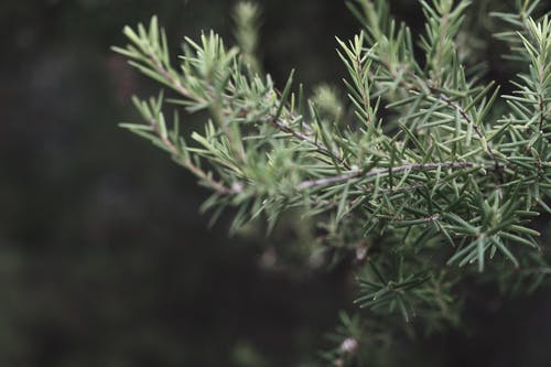 有关分公司, 增长, 夏天的免费素材图片