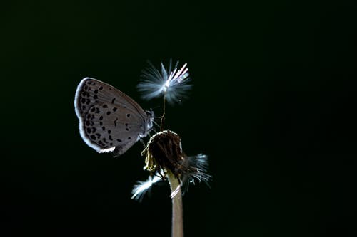 蝴蝶栖息在花卉摄影上 · 免费素材图片