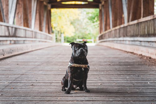 黑狗坐在木桥上的照片 · 免费素材图片