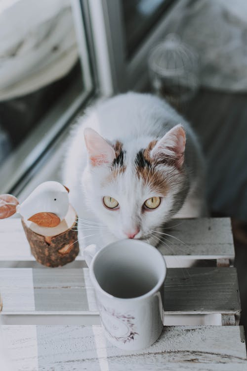 白色和棕色的猫，棕色木制的桌子上 · 免费素材图片