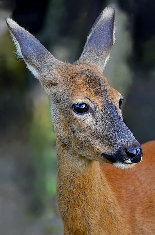 有关动物, 动物摄影, 可爱的免费素材图片