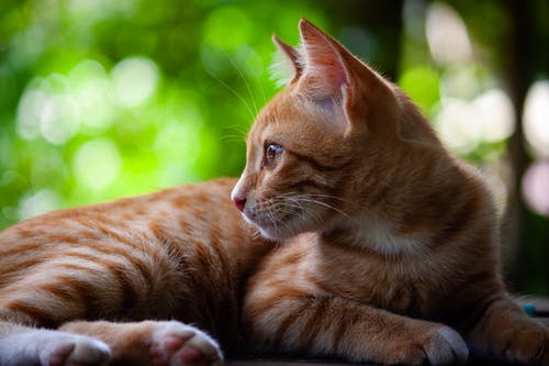 有关动物, 动物摄影, 可爱的免费素材图片