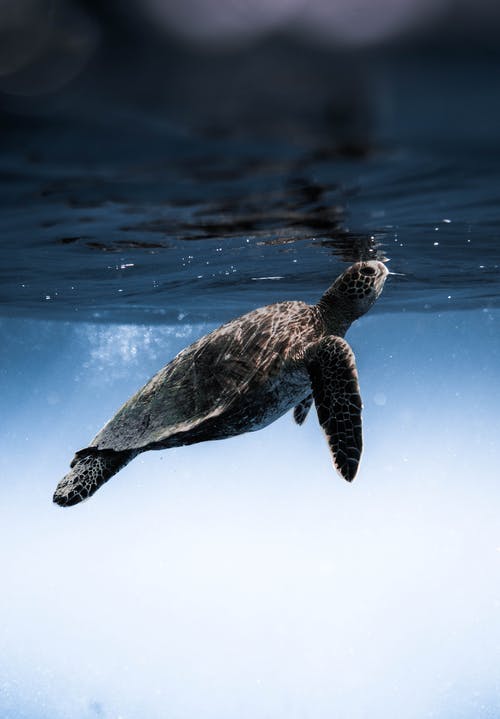 乌龟在蓝色的海水下漂浮 · 免费素材图片