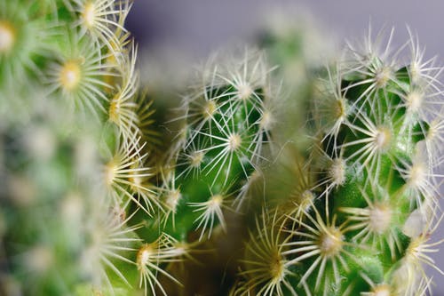 仙人掌植物的特写照片 · 免费素材图片