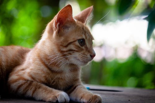 有关动物, 动物摄影, 可爱的免费素材图片