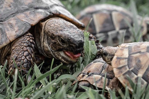 乌龟在草地上的照片 · 免费素材图片