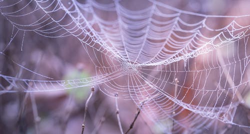 Faytime在森林里的白色蜘蛛网 · 免费素材图片