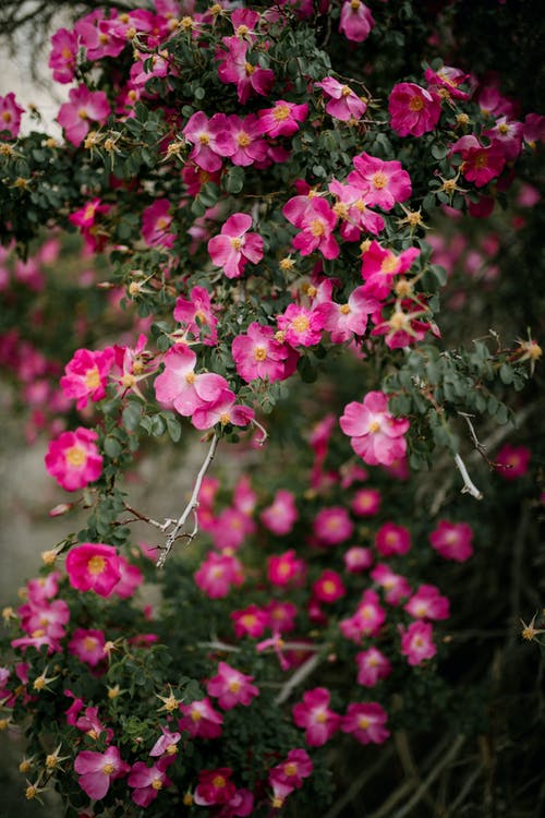 盛开在大自然中的娇嫩罗莎pendulina花 · 免费素材图片
