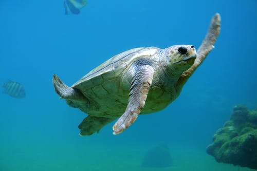 龟在水下游泳 · 免费素材图片