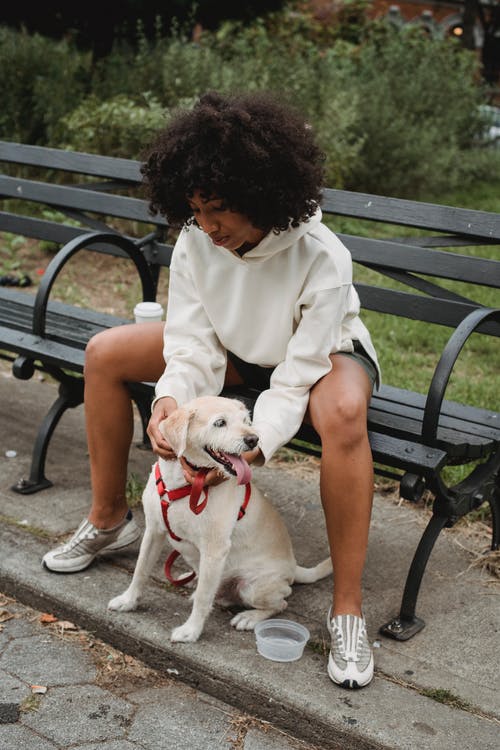 黑人妇女坐在长椅上，抚摸着纯种狗 · 免费素材图片