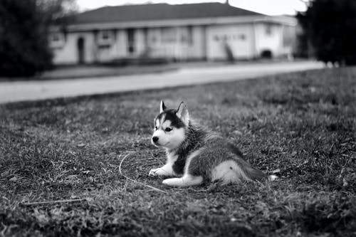 西伯利亚雪橇犬躺在草地上的灰度照片 · 免费素材图片