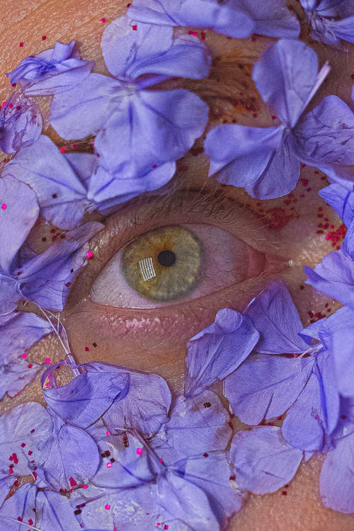 男子眼包围着蓝色的花瓣 · 免费素材图片