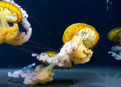 水母的特写照片 · 免费素材图片