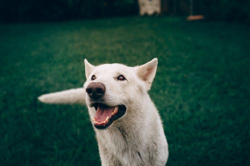 短毛白狗 · 免费素材图片