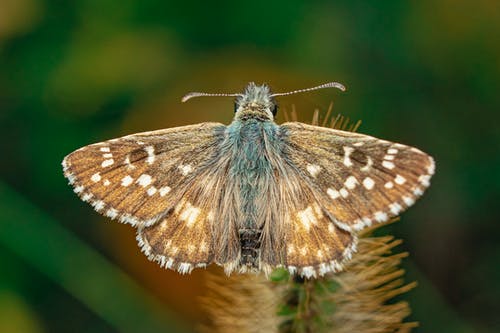 棕色和蓝色的蝴蝶栖息在绿色的植物 · 免费素材图片