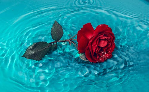 蓝水红玫瑰 · 免费素材图片