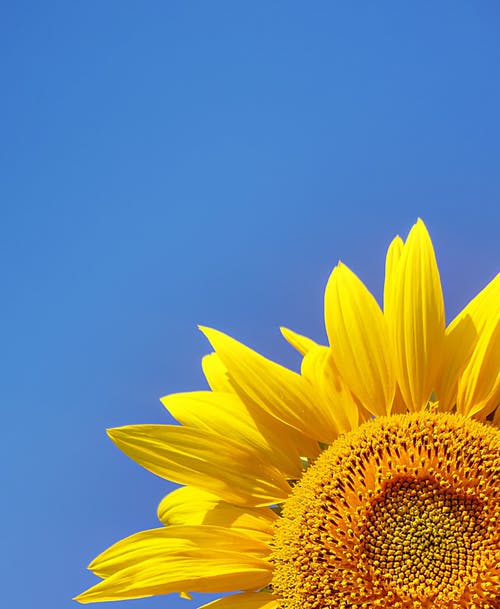 有关向日葵, 味道, 垂直拍摄的免费素材图片