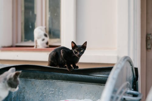 流浪猫坐在房子附近的街道上 · 免费素材图片