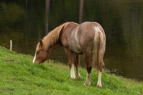 棕色和白色的脚马 · 免费素材图片