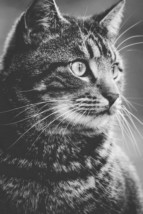 虎斑猫的灰度摄影 · 免费素材图片