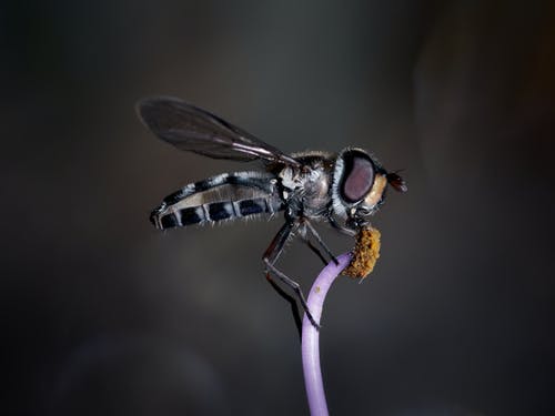 黑色和黄色的苍蝇栖息在关闭摄影的棕色茎 · 免费素材图片