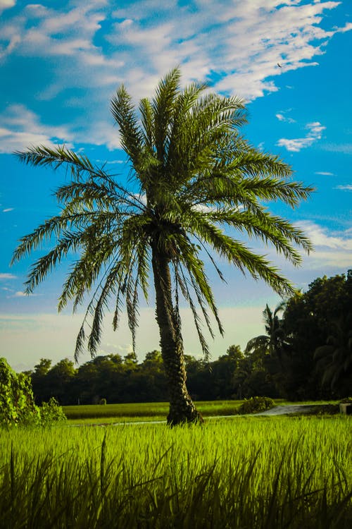 有关垂直拍摄, 户外, 棕榈树的免费素材图片