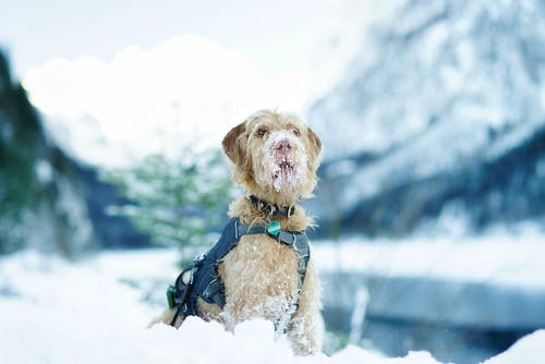 雪地上的长衣小鹿狗 · 免费素材图片