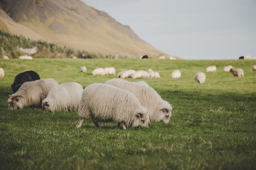 一群羊吃草 · 免费素材图片