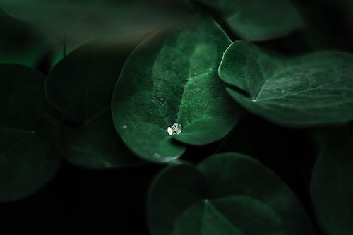 绿叶上的水露 · 免费素材图片