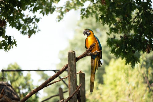 棕色木棍上的蓝色和黄色的鹦鹉 · 免费素材图片