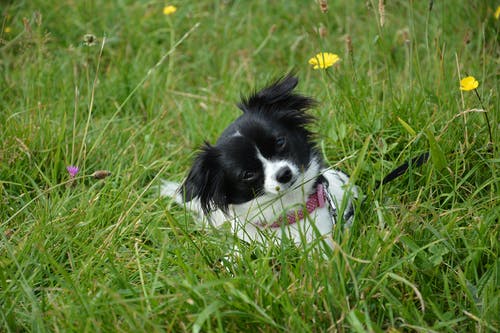 躺在草地上的白色和黑色的小狗 · 免费素材图片