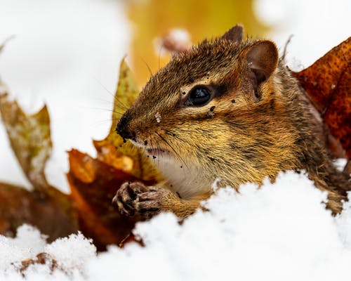有关冬季, 冷, 动物学的免费素材图片