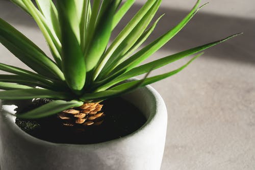 绿色的植物，在白色的陶瓷锅 · 免费素材图片
