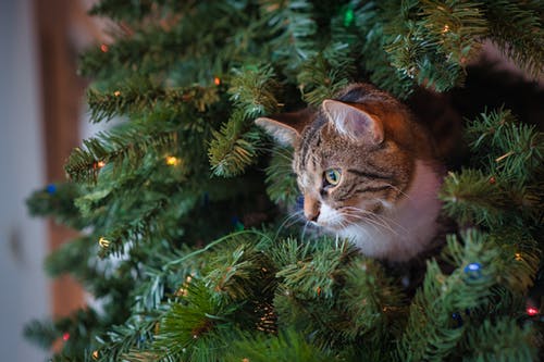 圣诞树上的猫 · 免费素材图片