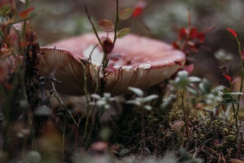 红色和白色蘑菇在特写摄影 · 免费素材图片
