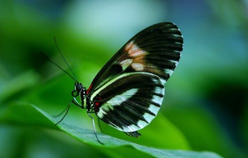 白天在绿叶上的黑色和白色蝴蝶 · 免费素材图片